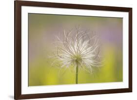 Feather Light-Staffan Widstrand-Framed Giclee Print