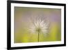 Feather Light-Staffan Widstrand-Framed Giclee Print