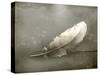 Feather, Old-Style-Nataliia Natykach-Stretched Canvas