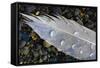 Feather on Beach, Lands End, Homer, Alaska, USA-Tom Norring-Framed Stretched Canvas