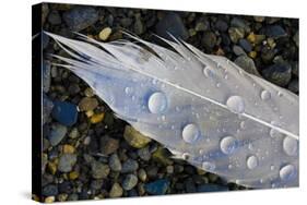 Feather on Beach, Lands End, Homer, Alaska, USA-Tom Norring-Stretched Canvas