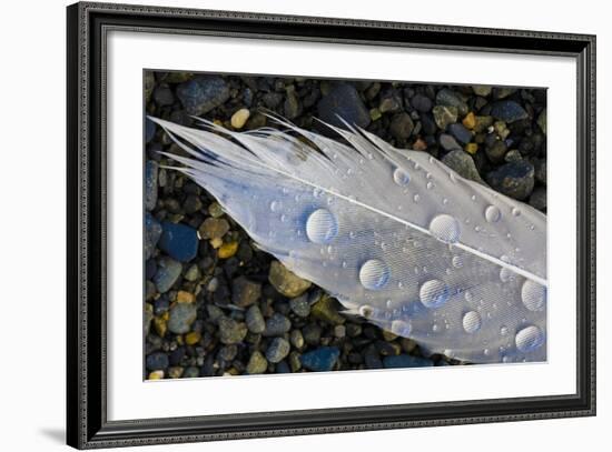 Feather on Beach, Lands End, Homer, Alaska, USA-Tom Norring-Framed Photographic Print