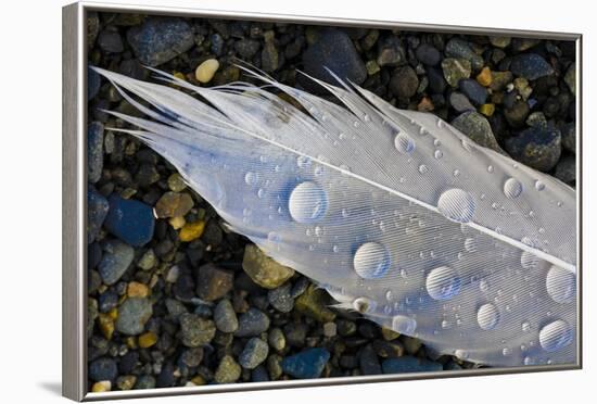 Feather on Beach, Lands End, Homer, Alaska, USA-Tom Norring-Framed Photographic Print
