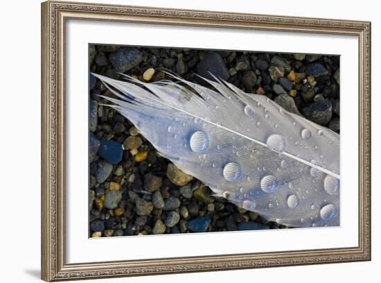 Feather on Beach, Lands End, Homer, Alaska, USA-Tom Norring-Framed Photographic Print