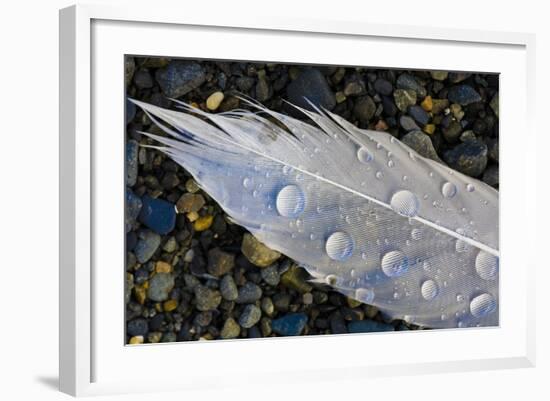 Feather on Beach, Lands End, Homer, Alaska, USA-Tom Norring-Framed Photographic Print