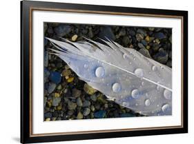 Feather on Beach, Lands End, Homer, Alaska, USA-Tom Norring-Framed Photographic Print