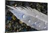 Feather on Beach, Lands End, Homer, Alaska, USA-Tom Norring-Mounted Photographic Print