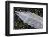 Feather on Beach, Lands End, Homer, Alaska, USA-Tom Norring-Framed Photographic Print