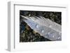 Feather on Beach, Lands End, Homer, Alaska, USA-Tom Norring-Framed Photographic Print