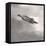 Feather on Liquid Sky-Nicholas Bell-Framed Stretched Canvas