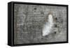 Feather on Rough Wood-Cora Niele-Framed Stretched Canvas