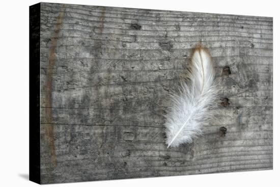 Feather on Rough Wood-Cora Niele-Stretched Canvas