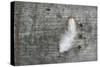 Feather on Rough Wood-Cora Niele-Stretched Canvas