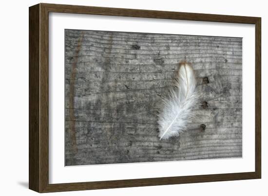 Feather on Rough Wood-Cora Niele-Framed Photographic Print