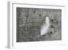 Feather on Rough Wood-Cora Niele-Framed Photographic Print