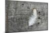 Feather on Rough Wood-Cora Niele-Mounted Photographic Print