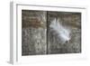 Feather on Wood II-Cora Niele-Framed Photographic Print