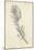 Feather Sketch I-Ethan Harper-Mounted Art Print