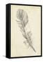 Feather Sketch I-Ethan Harper-Framed Stretched Canvas