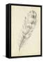 Feather Sketch II-Ethan Harper-Framed Stretched Canvas