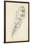 Feather Sketch II-Ethan Harper-Framed Art Print