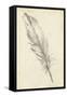 Feather Sketch III-Ethan Harper-Framed Stretched Canvas
