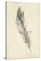 Feather Sketch IV-Ethan Harper-Stretched Canvas