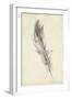 Feather Sketch IV-Ethan Harper-Framed Art Print