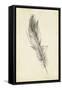 Feather Sketch IV-Ethan Harper-Framed Stretched Canvas