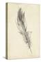 Feather Sketch IV-Ethan Harper-Stretched Canvas