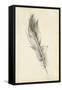 Feather Sketch IV-Ethan Harper-Framed Stretched Canvas
