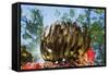 Feather Star on Reef Roof, Comanthina Schlegeli, Marovo Lagoon, the Solomon Islands-Reinhard Dirscherl-Framed Stretched Canvas