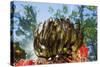 Feather Star on Reef Roof, Comanthina Schlegeli, Marovo Lagoon, the Solomon Islands-Reinhard Dirscherl-Stretched Canvas