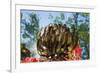 Feather Star on Reef Roof, Comanthina Schlegeli, Marovo Lagoon, the Solomon Islands-Reinhard Dirscherl-Framed Photographic Print