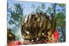 Feather Star on Reef Roof, Comanthina Schlegeli, Marovo Lagoon, the Solomon Islands-Reinhard Dirscherl-Mounted Photographic Print