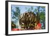 Feather Star on Reef Roof, Comanthina Schlegeli, Marovo Lagoon, the Solomon Islands-Reinhard Dirscherl-Framed Photographic Print