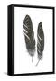 Feather Study 1-Arnie Fisk-Framed Stretched Canvas