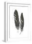 Feather Study 1-Arnie Fisk-Framed Art Print