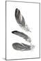 Feather Study 3-Arnie Fisk-Mounted Art Print