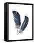 Feather Study 4-Arnie Fisk-Framed Stretched Canvas