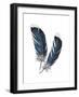 Feather Study 4-Arnie Fisk-Framed Art Print