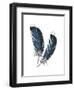 Feather Study 4-Arnie Fisk-Framed Art Print