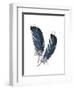 Feather Study 4-Arnie Fisk-Framed Art Print