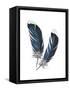 Feather Study 4-Arnie Fisk-Framed Stretched Canvas