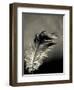 Feather-David Ridley-Framed Photographic Print