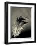 Feather-David Ridley-Framed Photographic Print