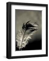 Feather-David Ridley-Framed Premium Photographic Print