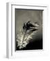 Feather-David Ridley-Framed Premium Photographic Print