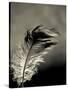 Feather-David Ridley-Stretched Canvas