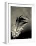 Feather-David Ridley-Framed Photographic Print